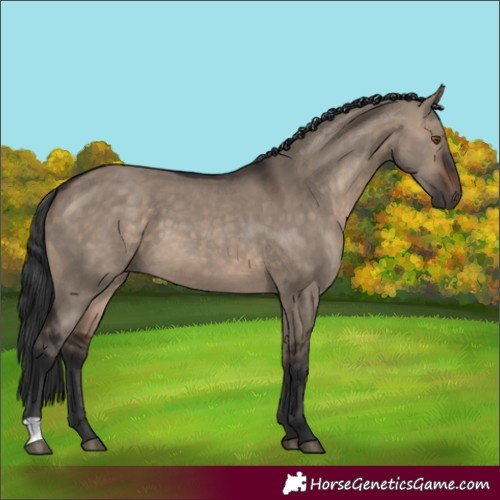Horse Color:Brown Dun 