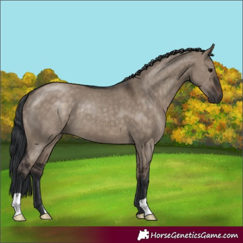 Horse Color:Brown Dun 