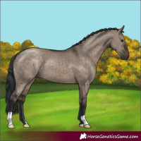 Horse Color:Brown Dun 