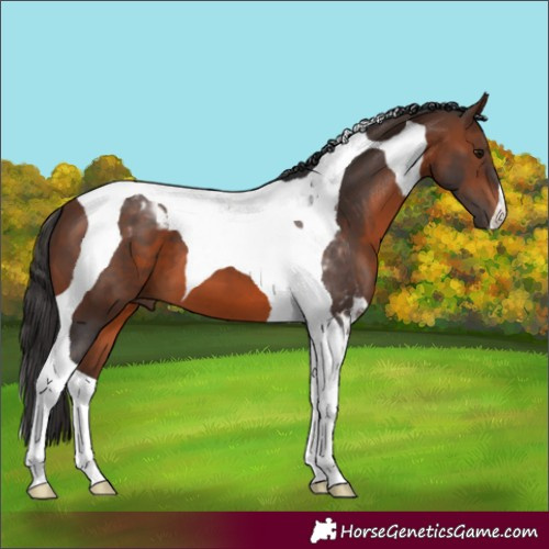 Horse Color:Brown Tobiano 