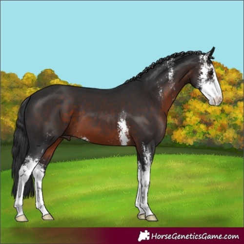 Horse Color:Brown Sabino 