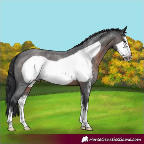 Horse Color:Brown Roan Sabino Frame 