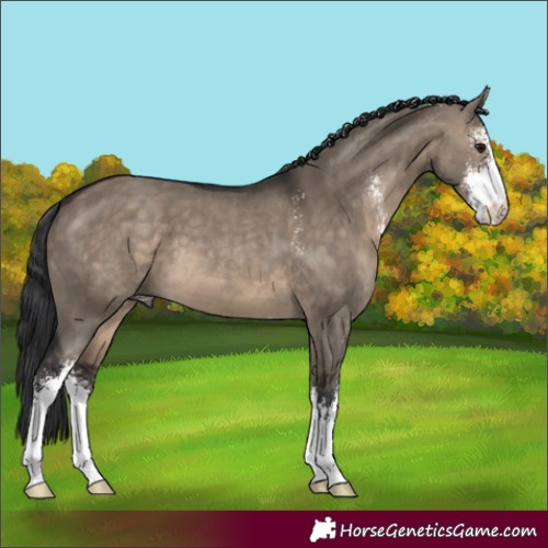 Horse Color:Brown Dun Sabino 