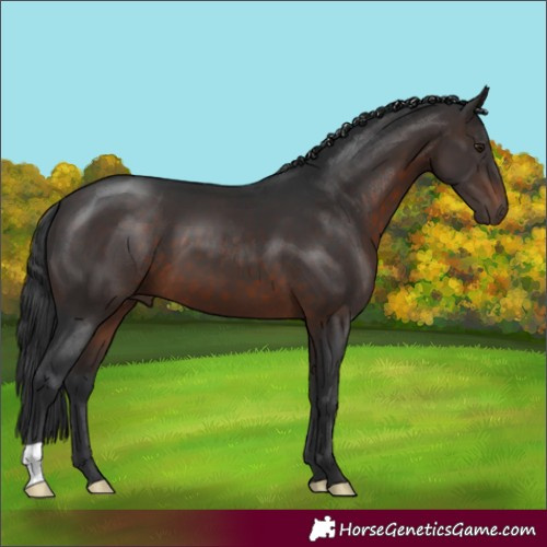 Horse Color:Brown 