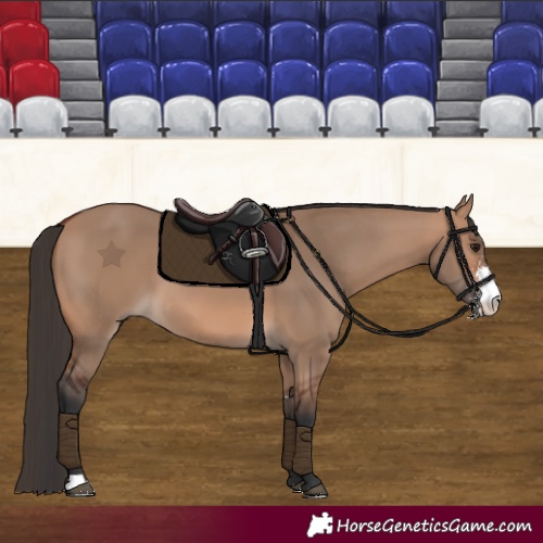 Horse Color:Bay Dun Sabino