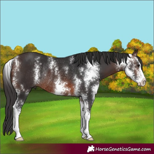 Horse Color:Brown Sabino Rabicano 