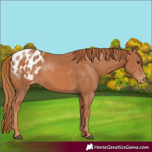 Horse Color:Chestnut Appaloosa Rabicano