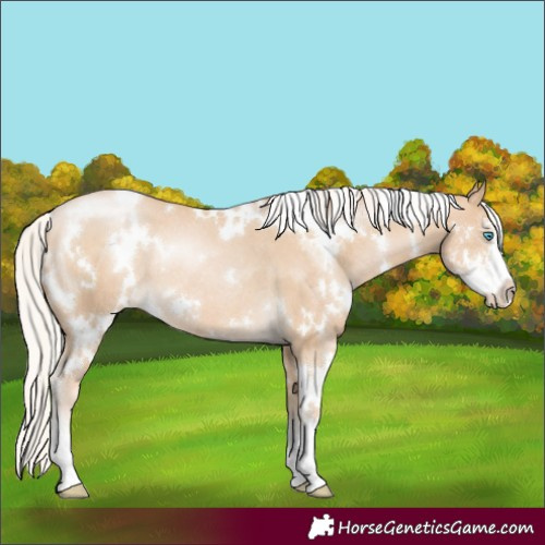 Horse Color:White Spotted Silver Buckskin Pearl Sabino Rabicano