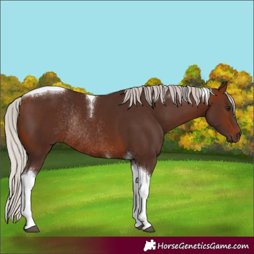 Horse Color:Silver Brown Tobiano Rabicano 