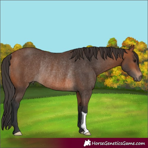 Horse Color:Bay Rabicano 