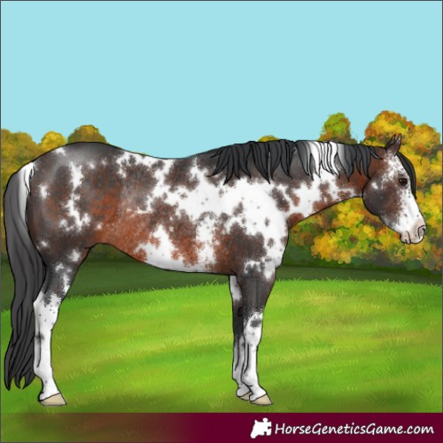 Horse Color:White Spotted Brown Sabino Rabicano 