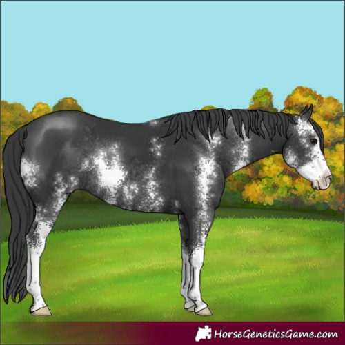 Horse Color:Black Sabino Rabicano