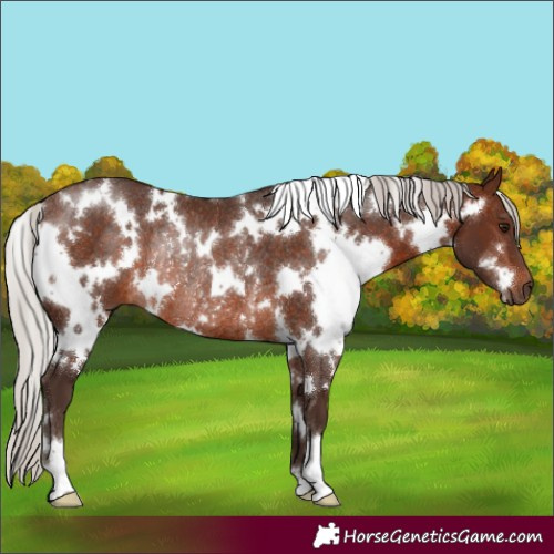 Horse Color:White Spotted Silver Brown Rabicano