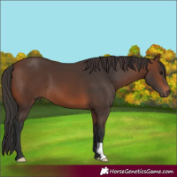 Horse Color:Brown 