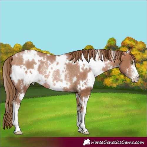 Horse Color:White Spotted Brown Pearl Sabino Rabicano 