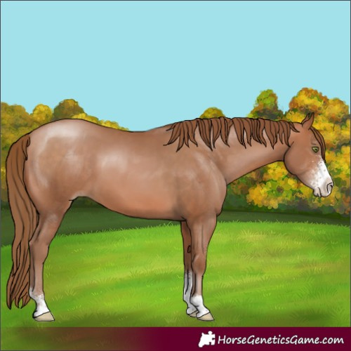 Horse Color:Brown Pearl Sabino 