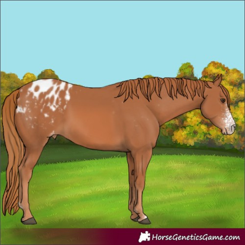 Horse Color:Chestnut Sabino Appaloosa Rabicano 