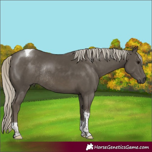 Horse Color:Silver Smoky Black Tobiano Rabicano 