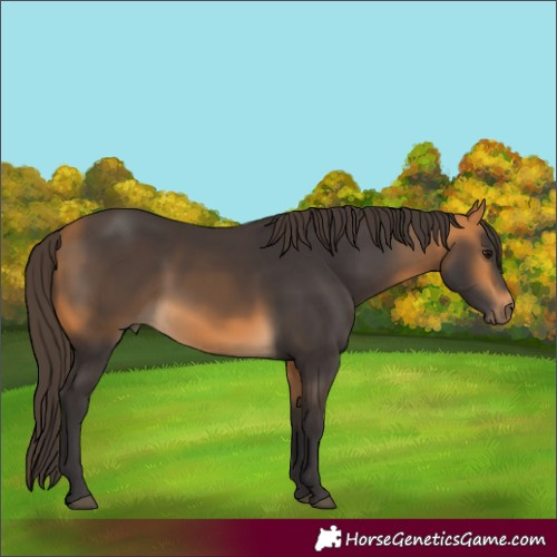Horse Color:Buckskin  Brindle