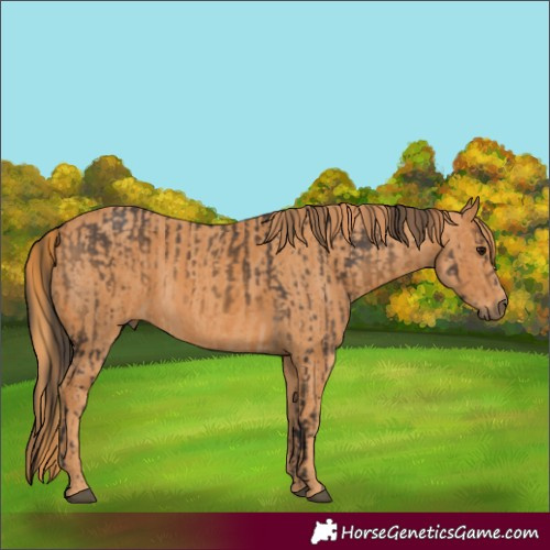 Horse Color:Buckskin  Brindle