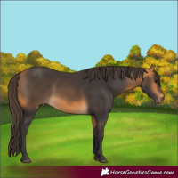 Horse Color:Buckskin  Brindle
