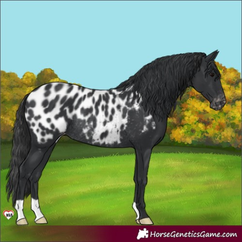 Horse Color:Black Appaloosa Rabicano 