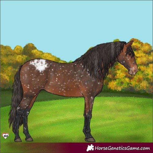 Horse Color:Bay Appaloosa 