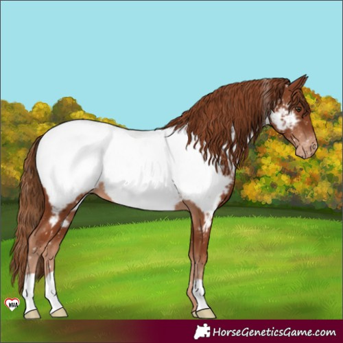 Horse Color:Chestnut Appaloosa 