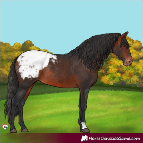 Horse Color:Bay Snowcap Rabicano 