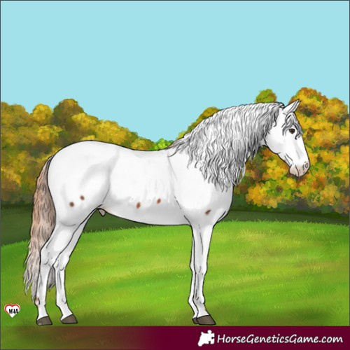 Horse Color:Chestnut Appaloosa 