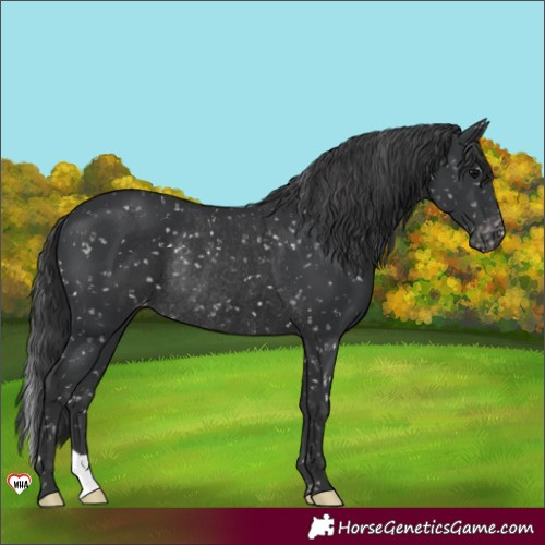 Horse Color:Black Appaloosa Rabicano 