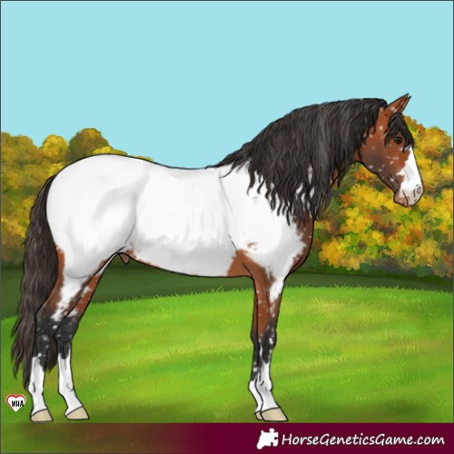 Horse Color:Bay Appaloosa 
