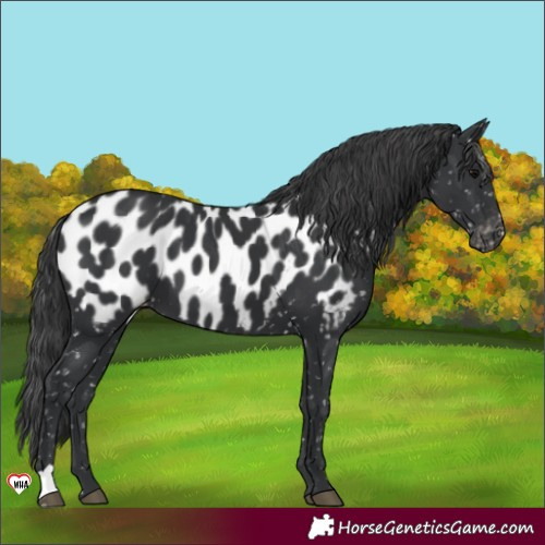 Horse Color:Black Blanket 