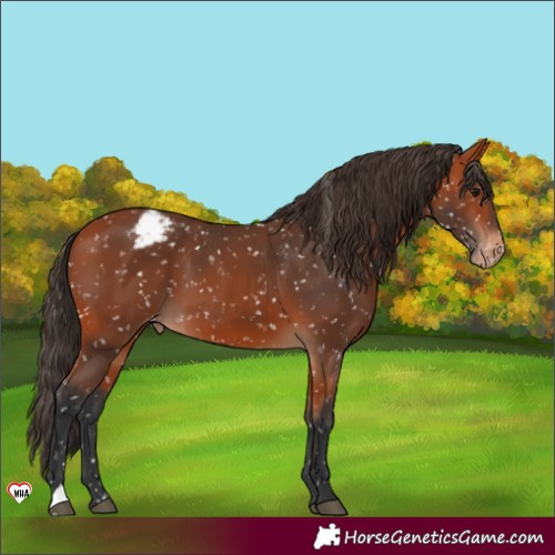 Horse Color:Bay Appaloosa 