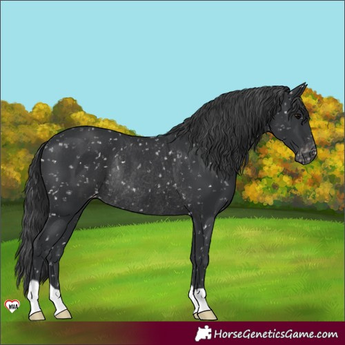 Horse Color:Black Snowflake VarnishRabicano 