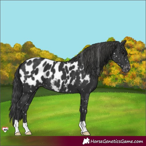 Horse Color:Black Appaloosa 