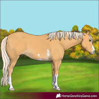 Horse Color:Palomino