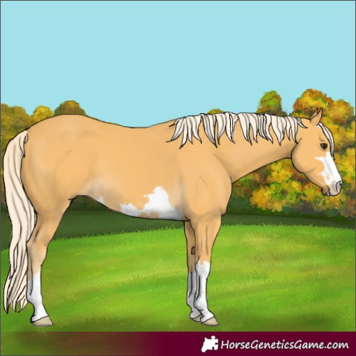 Horse Color:Palomino