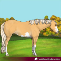 Horse Color:Palomino