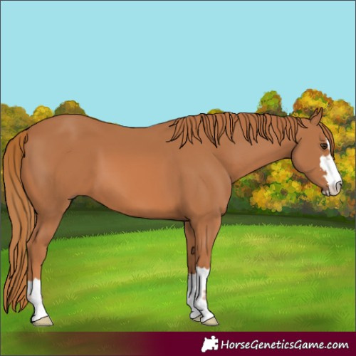Horse Color:Chestnut 