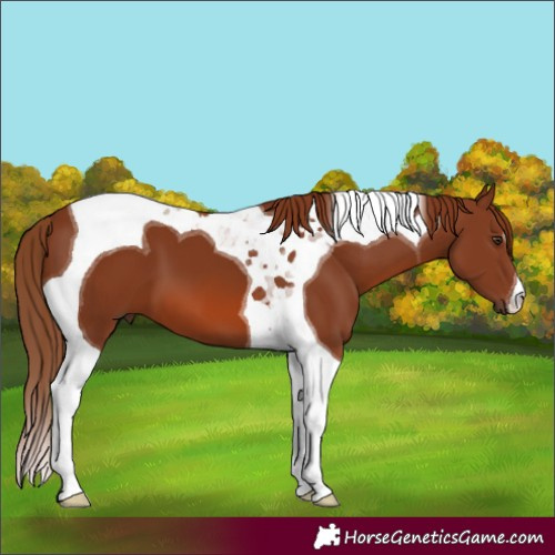 Horse Color:Chestnut Tobiano