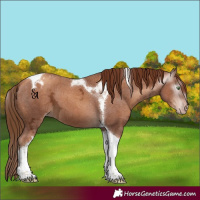 Horse Color:Gray Gold Champagne Ice Tobiano Appaloosa