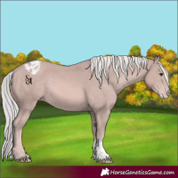 Horse Color:Platinum Chestnut Blanket 