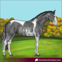 Horse Color:Black Sabino Splash Tobiano Rabicano 