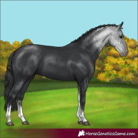 Horse Color:Black Sabino Tobiano 