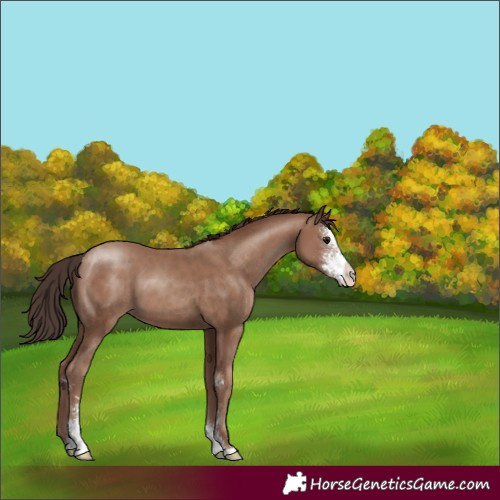Horse Color:Classic Champagne Sabino