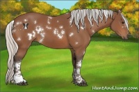Horse Color:White Spotted Silver Bay