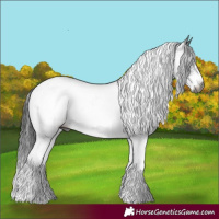 Horse Color:Gray White Spotted Smoky Black 