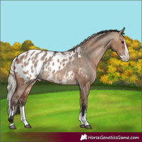 Horse Color:Brown Dun Sabino Splash Appaloosa  and Silver Brown Dun Sabino Splash Appaloosa 
