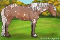 Horse Color:White Spotted Silver Bay Varnish 
